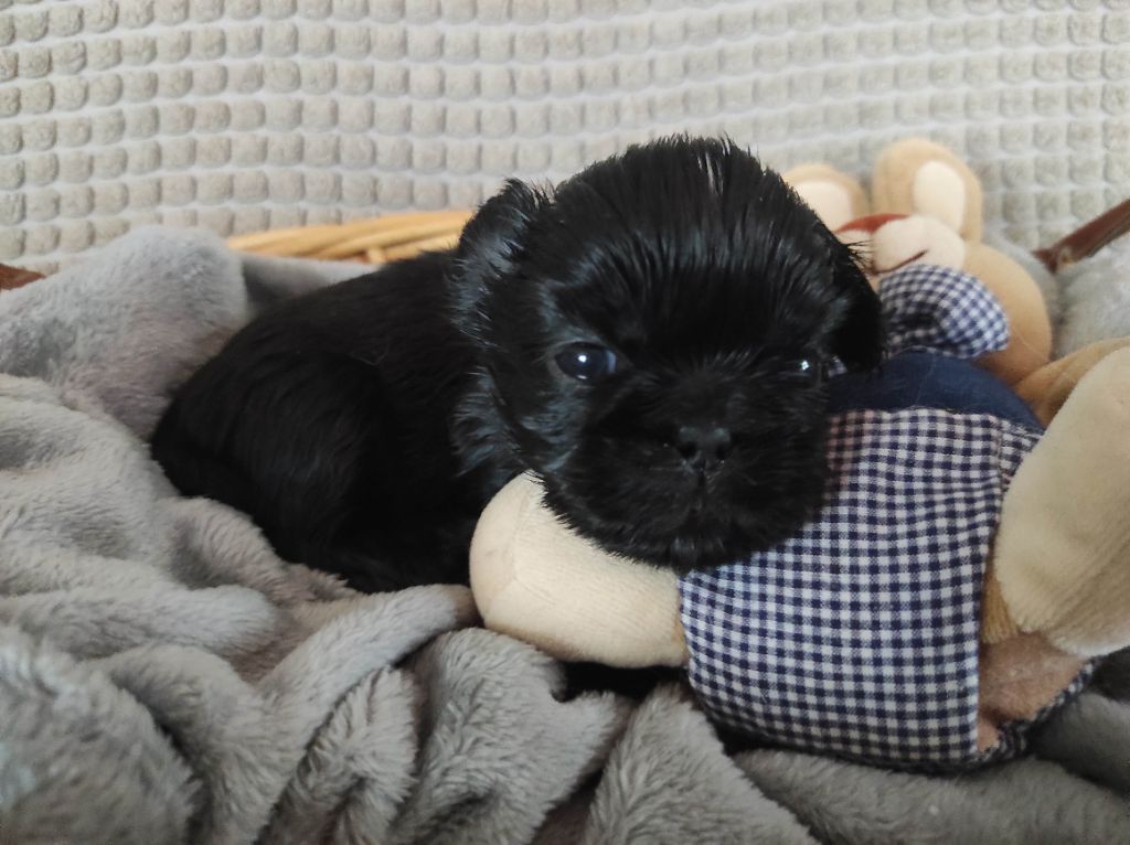 Des Amours D'Arelaune - Chiot disponible  - Shih Tzu