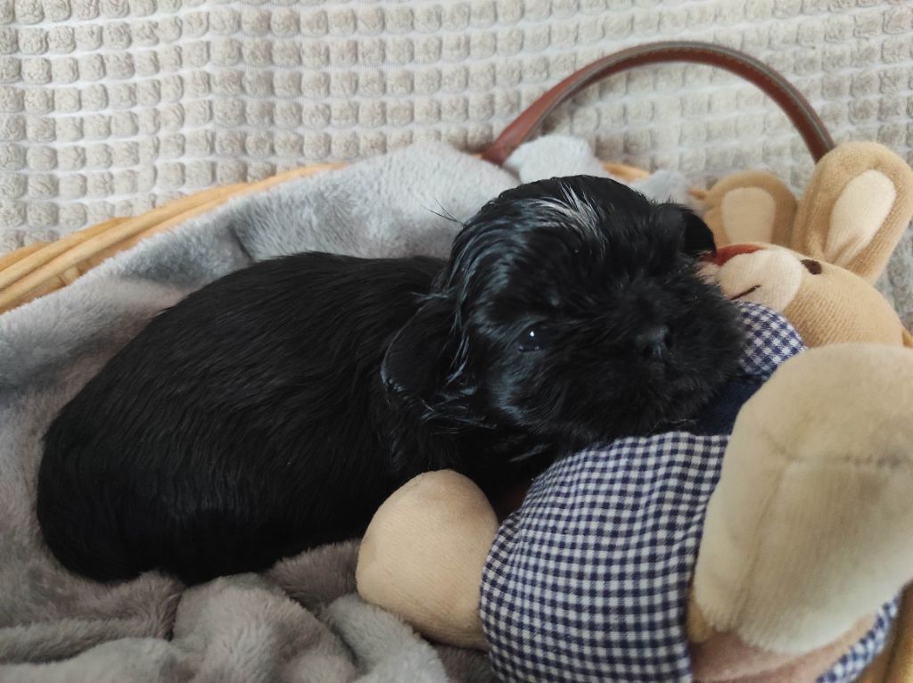 Des Amours D'Arelaune - Chiot disponible  - Shih Tzu