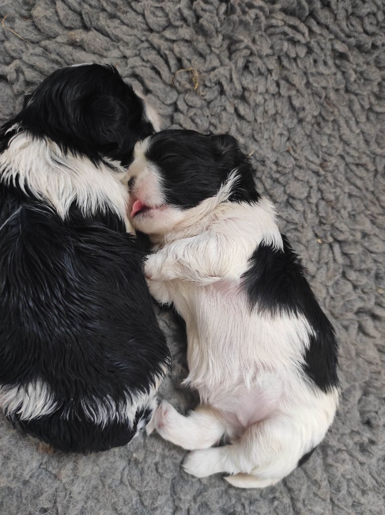 chiot Shih Tzu Des Amours D'Arelaune