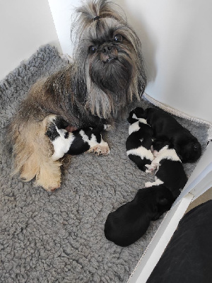 Des Amours D'Arelaune - Shih Tzu - Portée née le 25/05/2022