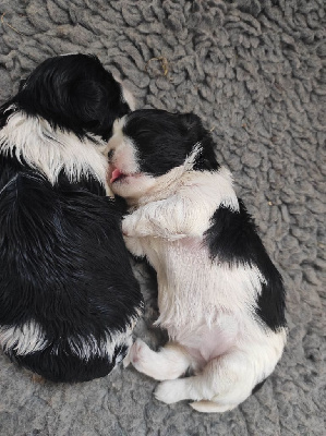 Des Amours D'Arelaune - Shih Tzu - Portée née le 27/07/2024