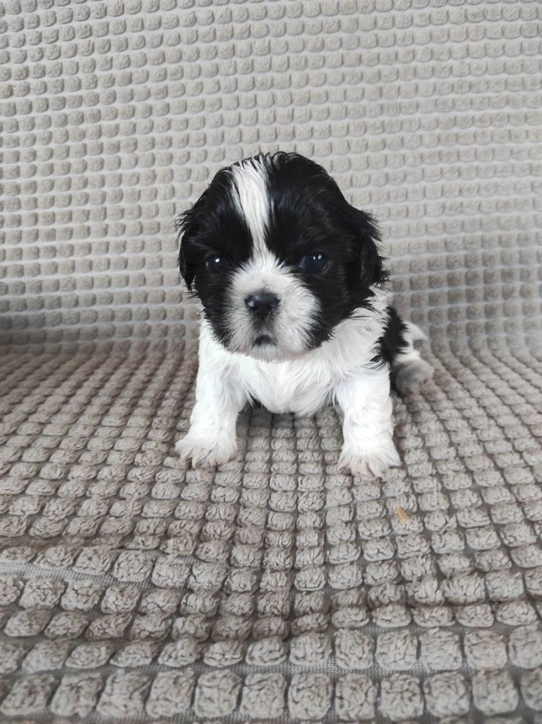 Des Amours D'Arelaune - Chiot disponible  - Shih Tzu