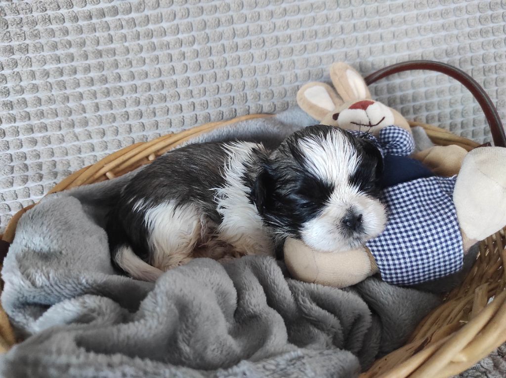 Des Amours D'Arelaune - Chiot disponible  - Shih Tzu