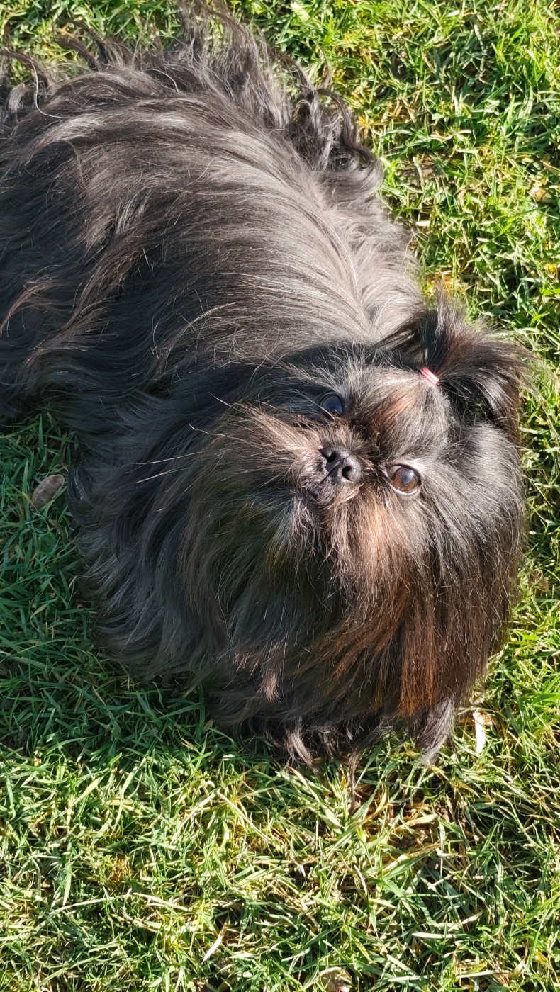 Vaïna Des Amours D'Arelaune