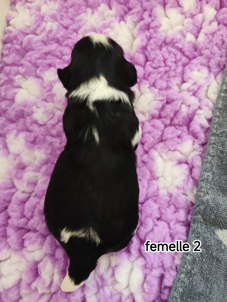 Des Amours D'Arelaune - Chiots disponibles - Shih Tzu