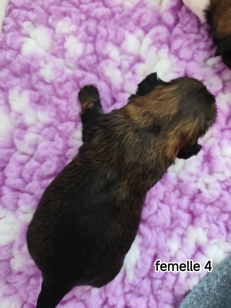 Des Amours D'Arelaune - Chiots disponibles - Shih Tzu