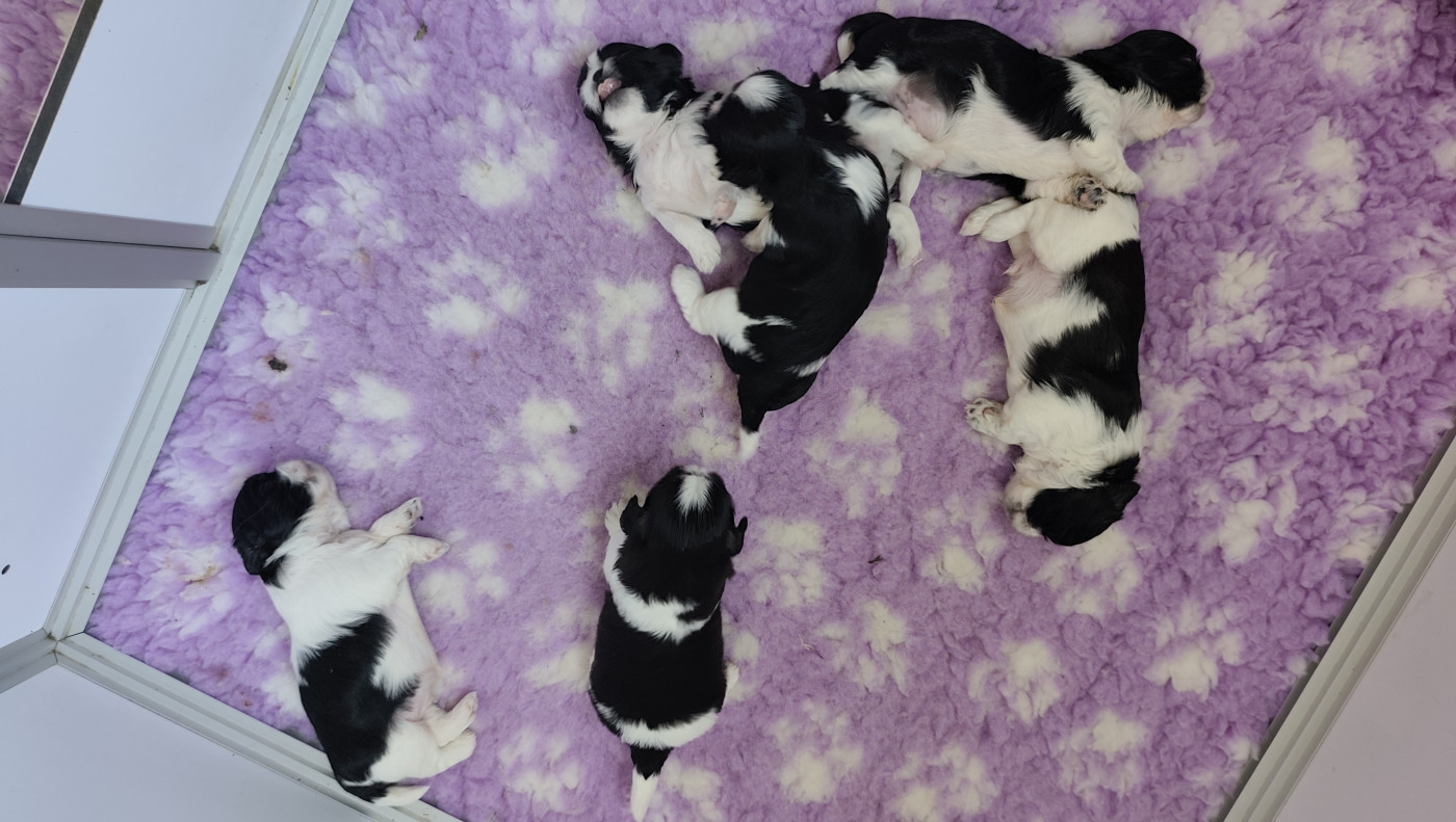 Chiot Shih Tzu Des Amours D'Arelaune