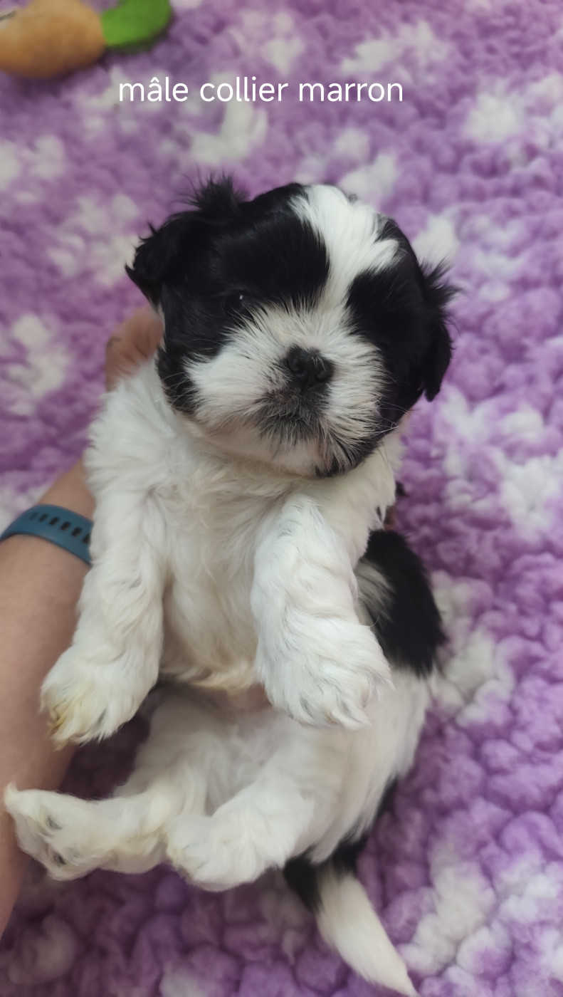 Des Amours D'Arelaune - Chiots disponibles - Shih Tzu