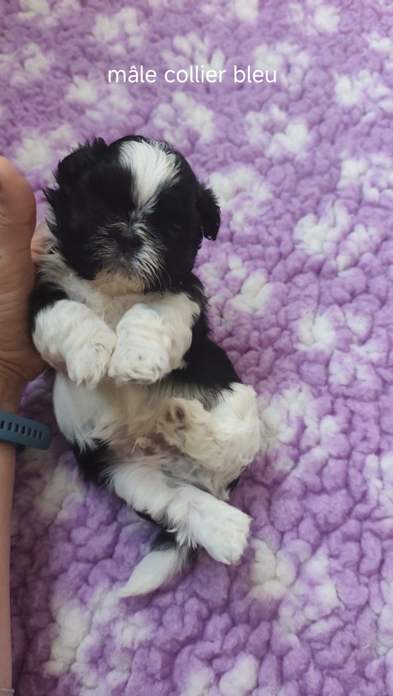 Des Amours D'Arelaune - Chiots disponibles - Shih Tzu