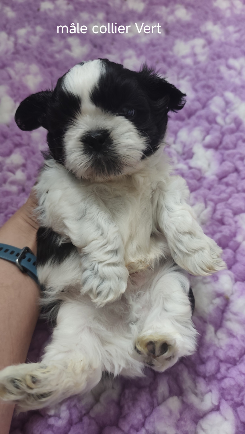 Des Amours D'Arelaune - Chiots disponibles - Shih Tzu
