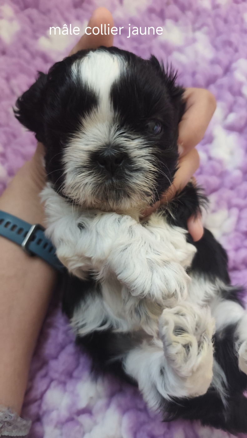 Des Amours D'Arelaune - Chiots disponibles - Shih Tzu