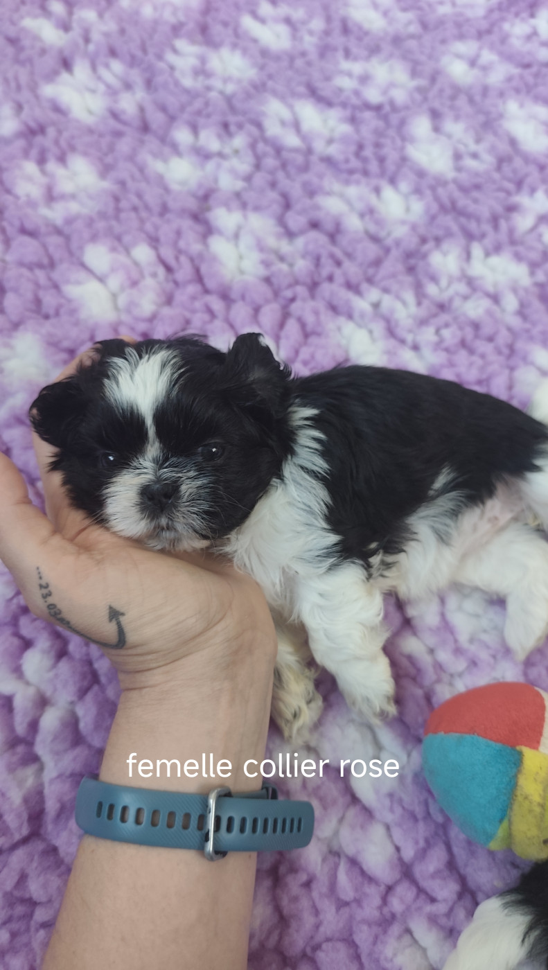 Des Amours D'Arelaune - Chiots disponibles - Shih Tzu