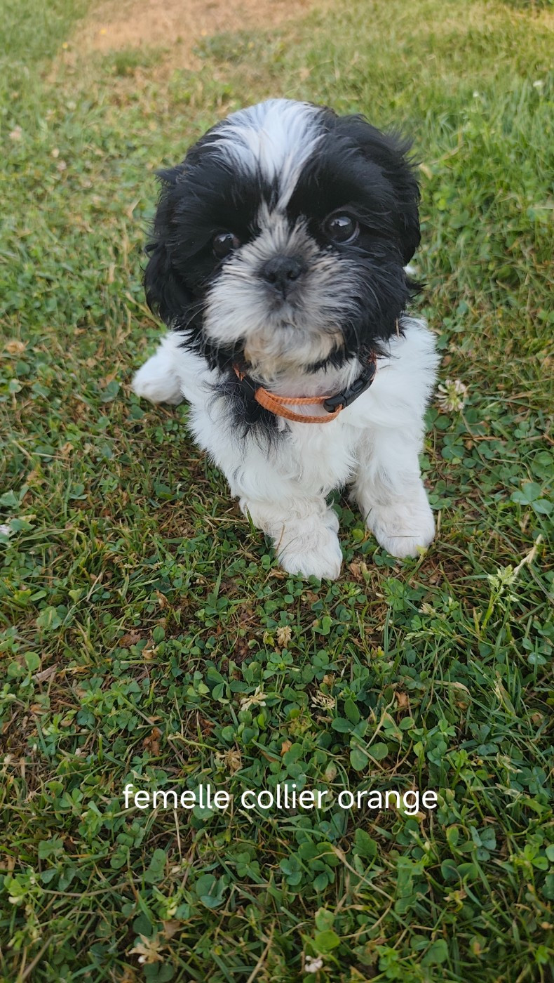 Des Amours D'Arelaune - Chiots disponibles - Shih Tzu