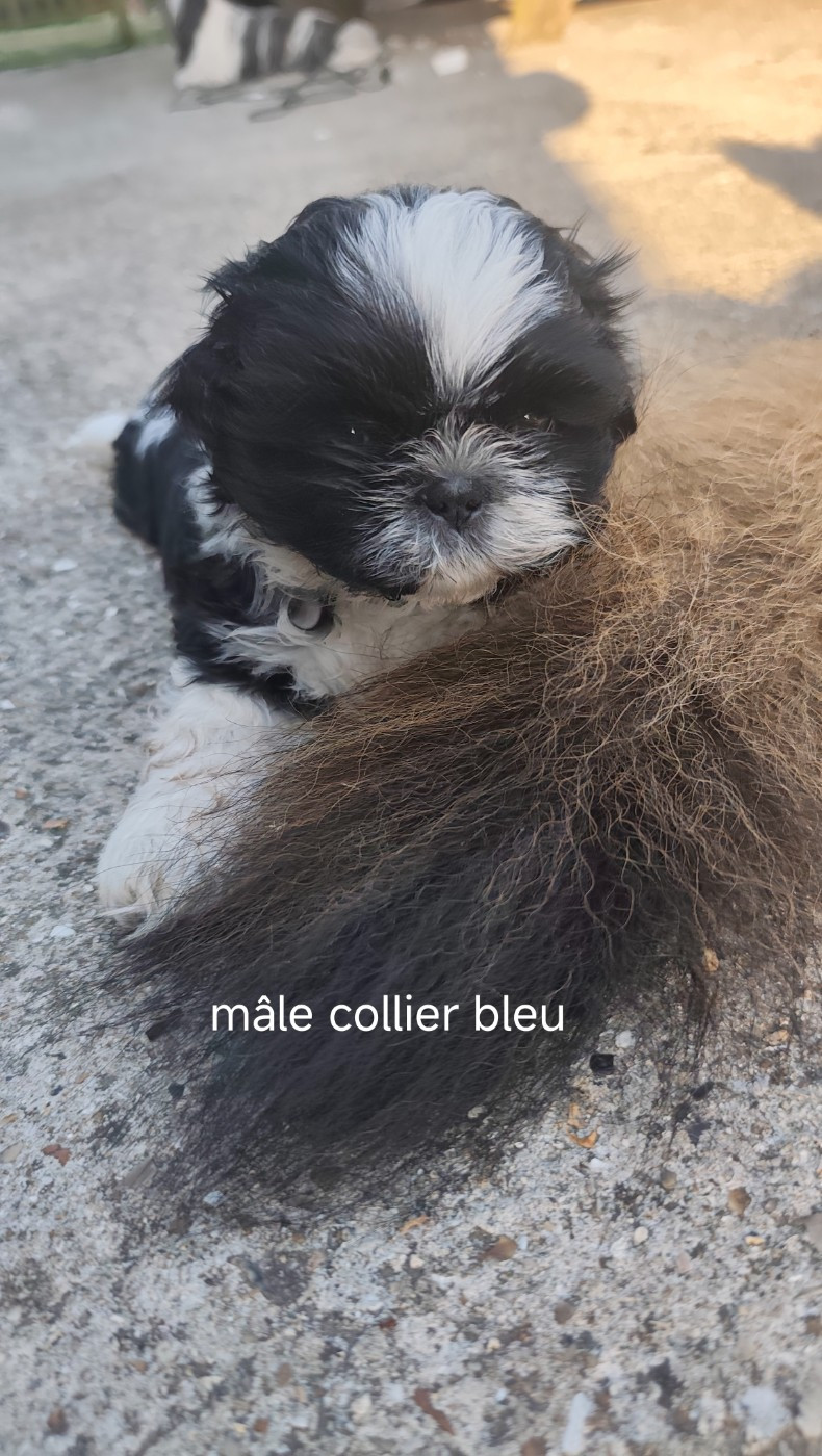 Des Amours D'Arelaune - Chiots disponibles - Shih Tzu
