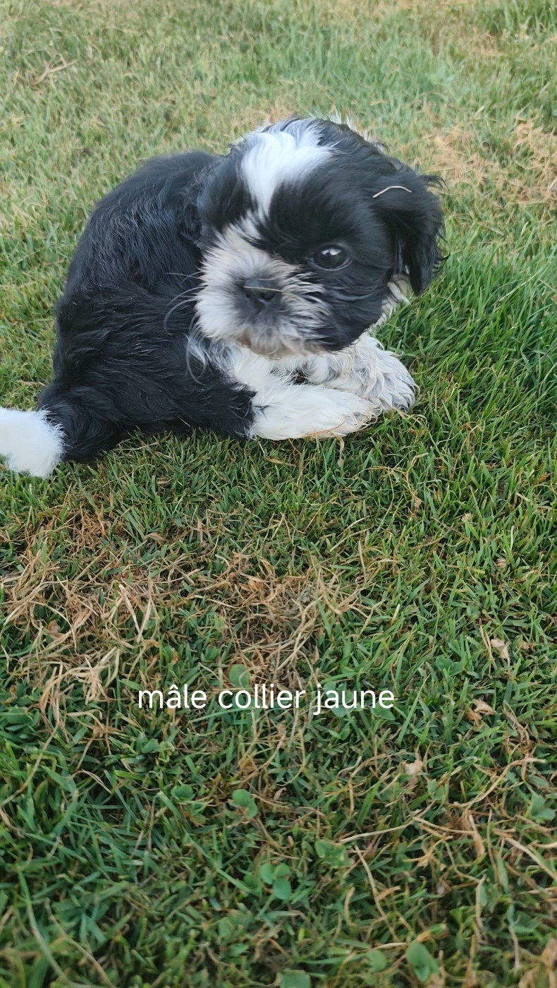 Des Amours D'Arelaune - Chiots disponibles - Shih Tzu
