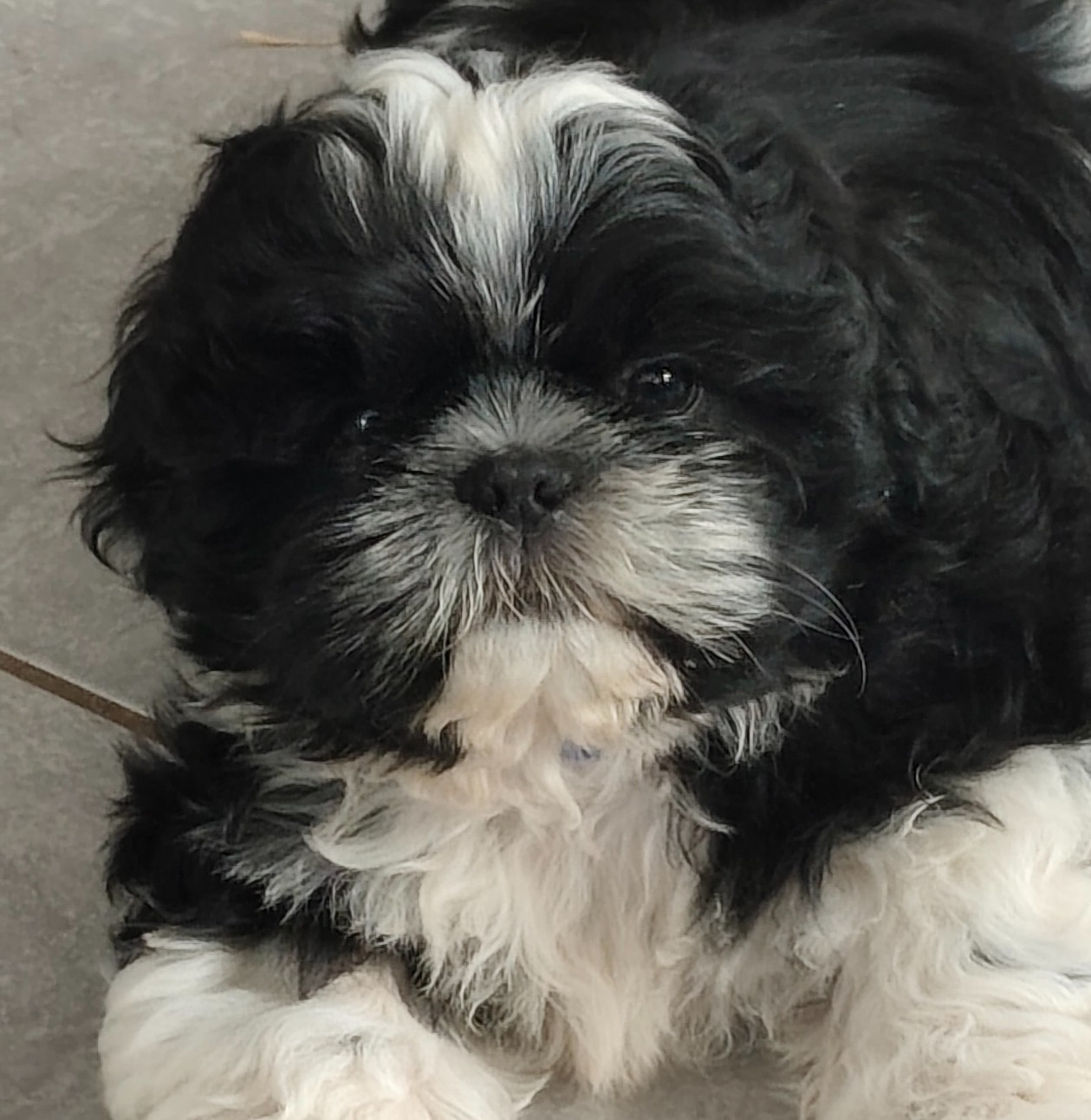 Des Amours D'Arelaune - Chiots disponibles - Shih Tzu