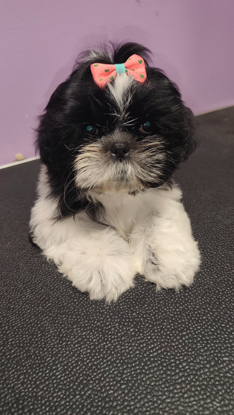 Des Amours D'Arelaune - Chiots disponibles - Shih Tzu