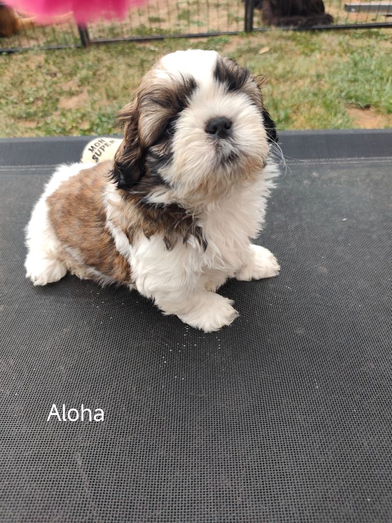 Des Amours D'Arelaune - Shih Tzu - Portée née le 12/07/2025