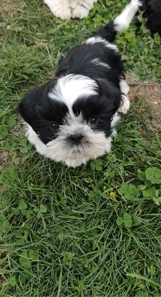 Des Amours D'Arelaune - Chiots disponibles - Shih Tzu