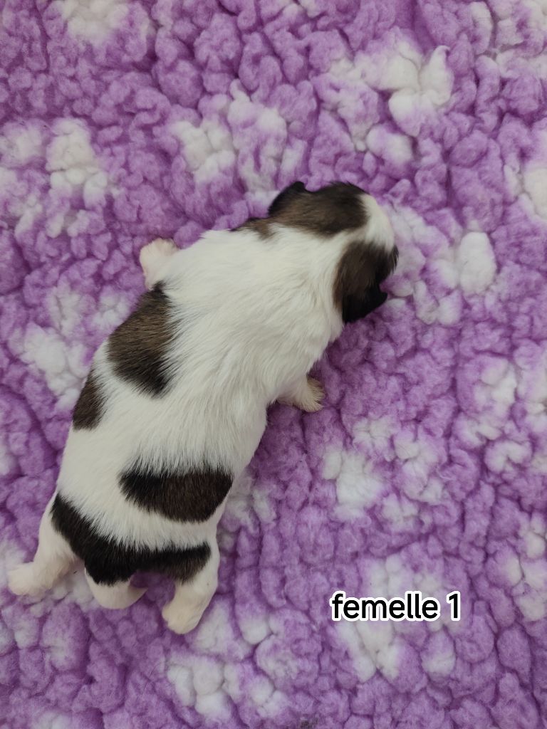 Des Amours D'Arelaune - Chiots disponibles - Shih Tzu