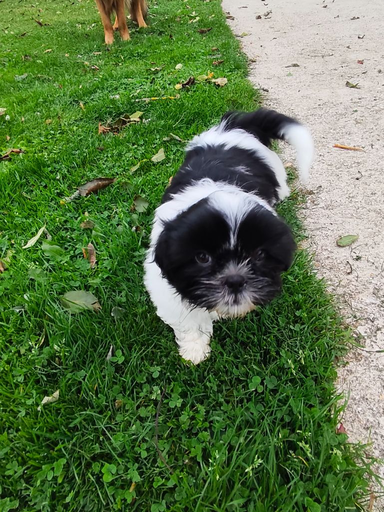 Des Amours D'Arelaune - Chiots disponibles - Shih Tzu