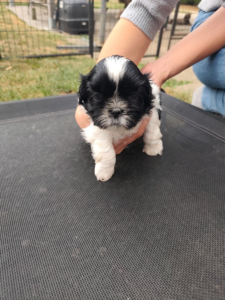 Des Amours D'Arelaune - Chiots disponibles - Shih Tzu