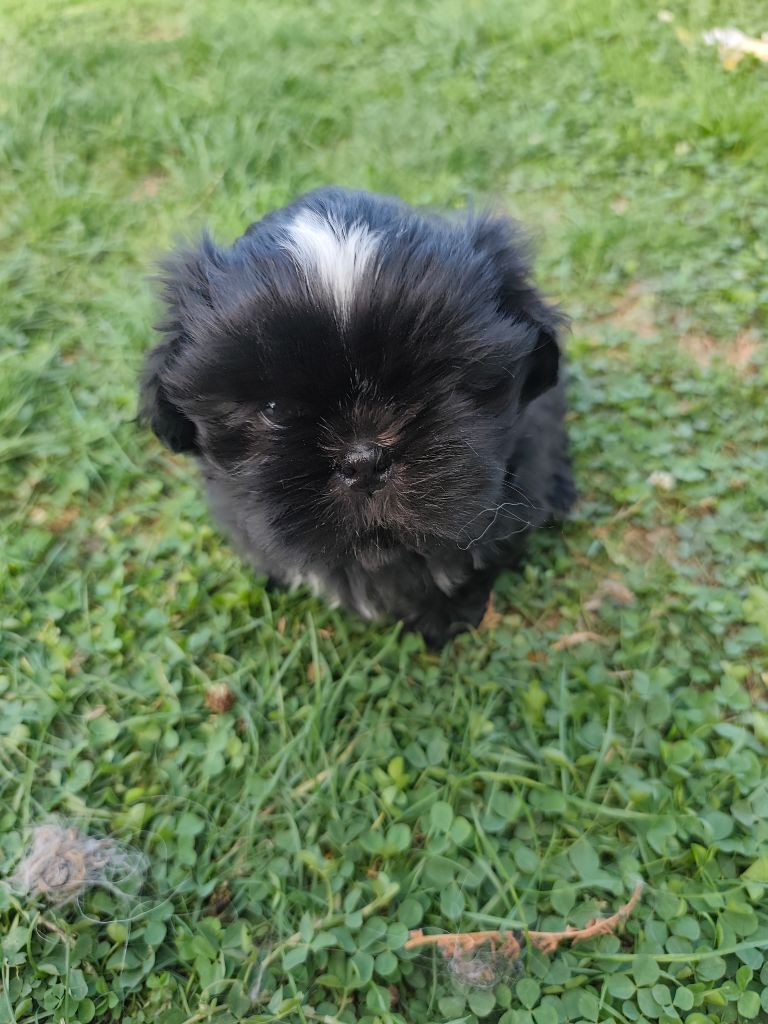 Des Amours D'Arelaune - Shih Tzu - Portée née le 25/07/2025