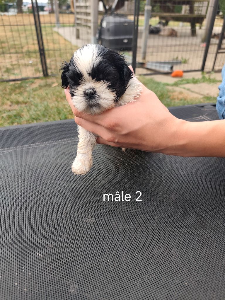 Des Amours D'Arelaune - Chiots disponibles - Shih Tzu