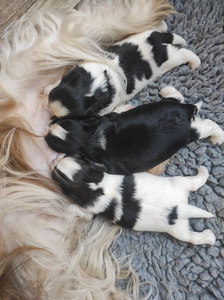 Des Amours D'Arelaune - Shih Tzu - Portée née le 12/04/2024