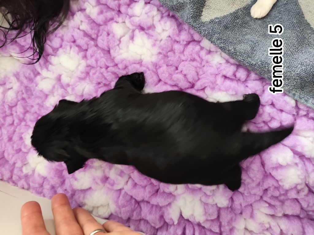 Des Amours D'Arelaune - Chiots disponibles - Shih Tzu