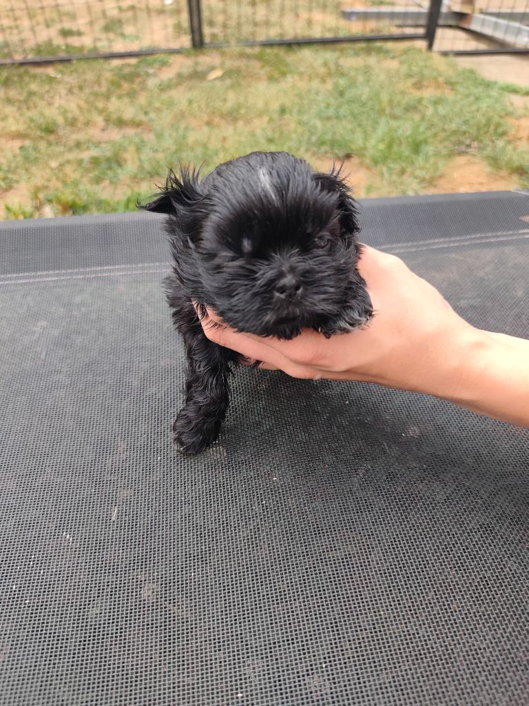 Des Amours D'Arelaune - Shih Tzu - Portée née le 25/07/2025